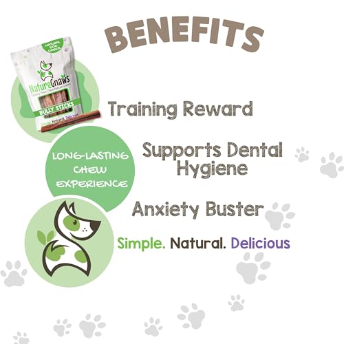Image of Nature Gnaws Extra Large Bully Sticks for Dogs 5-6 inch (3 Count) - Thick Long Lasting for Aggressive Chewers and Heavy Chewers - Natural Beef Dog Chew Bones