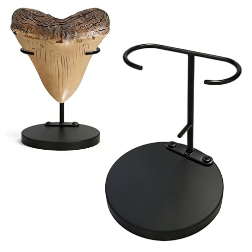 YUCSAWJK Shark Tooth Holder Megalodon Tooth Stand Metal Display Shark Teeth Display Rack for Fossil Slab Crystal Mineral Rock Agate