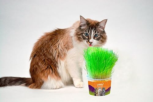 Mister Grama - Litter made from grass - 1 Unidade - Dono de animais de estimação