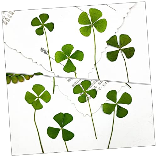 Dried Pressed Four-Leaf para Manualidades Pack 24 piezas miniatura 6