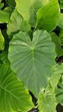 L'Alocasia odora est une espèce proche du macrorrhizos. Les feuilles de cet Alocasia sont ovales, légèrement nervurées, d'un vert brillant, pouvant atteindre 1 mètre de longueur par 30 cm de largeur. Son inflorescence vert-jaune forme des spathes de 20