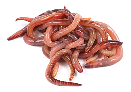 Lombriz roja californiana + Manual de vermicompostaje de regalo Cover