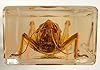 4.3" Large Real Golden Desert Locust in Crystal Clear Lucite Resin Specimen Preserved Insect Taxidermy Crafts Collection for Biology Science Education & Desk Ornament Display Supplies Paperweight #3