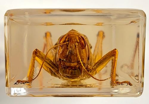 Image of 4.3 inch Large Real Golden Desert Locust in Crystal Clear Lucite Resin Specimen Preserved Insect Taxidermy Crafts Collection for Biology Science Education & Desk Ornament Display Supplies Paperweight