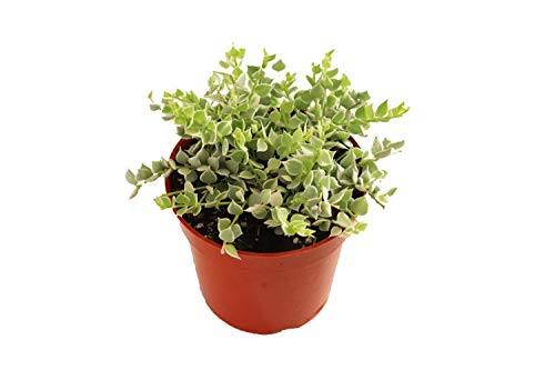 Dischidia Ruscifolia Variegated 4 inch pot