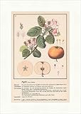 Biller Antik Manzana Pirus Malus Rose Árboles Estucher Plantas medicinales Hierbas medicinales 111