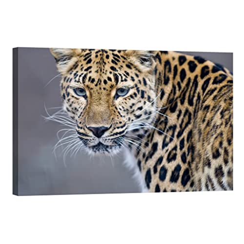 Canvas painting animals DCA035-2 grand tableau lumineux 80x120