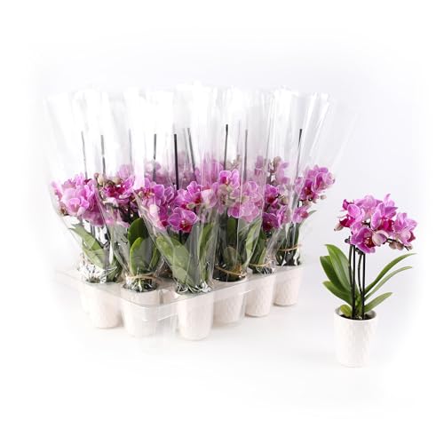 Just Add Ice JA5190 Mini Pink Orchids Live Plants (20 Pack) in White Ceramic - Party Favor, Bulk Wedding Decor, Bridal Shower, Baby Shower, 2.5\" Diamter, 6\" Tall