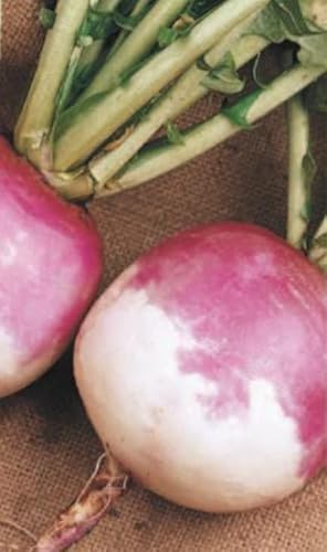 675 Seeds of Turnip Purple Top White Globe, Simply Garden Fresh Herbs Vegetable Fruit Seeds Grow Your Own Indoor Outdoor