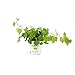 Burpee Ivy Hedera Variegated Gold | Bright Indirect Light | Live Easy Care Houseplant, 1 Plant