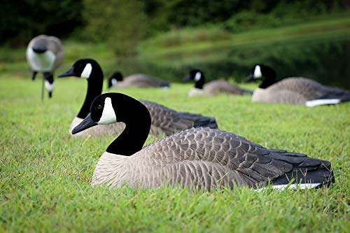 Higdon Outdoors Magnum Half Shell Canada Goose Decoys for Waterfowl Hunting | 6pk - Thumbnail 3