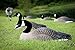 Higdon Outdoors Magnum Half Shell Canada Goose Decoys for Waterfowl Hunting | 6pk