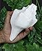 ASHIRWAD Genuine Blowing Shankh Vamavarti Dattatreya - Conch Shell - Puja Ritual - Shankhnaad (7.0 inches)