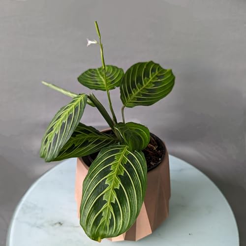 Image of Little Jungle X CuteCrete Sage Concrete Planter For 3 inch - 4 inch Pots (Pink)