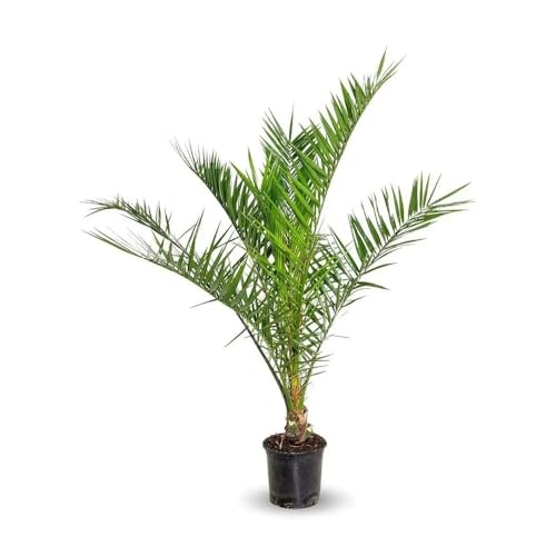 Attitude Jardin - Phoenix canariensis - palmier - 90-100 cm - ⌀ 18 cm - plante d'extérieur
