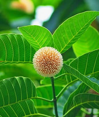 WoFLoo Live Kadam/Kadamb Beautiful & Charming Flower Plant - Healthy Live 1 Plant, Green (Kadam Plant) (B0B3H8D9DR) Amazon Price History, Amazon Price Tracker