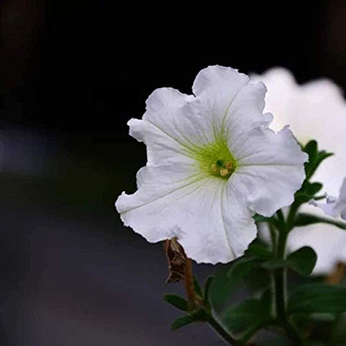 100 Stück reinweiße, makellose Petuniensamen, Fragrante Seducente Cortile Paesaggio Fiori Piantare Convenienza Crescere Denso issimo Paesaggio