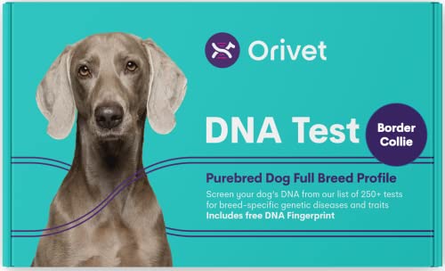 Orivet Dog Dna Test Kit - Border Collie Full Breed Profile | Puppy Testing Against 250 Medical Health Risks & Traits | Genetic Fingerprint & Wellness Plan | At Home Cheek Swab #TOP4