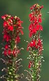 Cardinal Flower Seeds (Lobelia cardinalis) - Brilliant Red Blooms for Pollinator Gardens, Wet Areas, and Borders | Non-GMO, Hardy Perennial for Part Shade and Moist Soil (25)