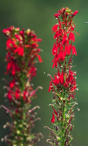 Cardinal Flower Seeds (Lobelia cardinalis) - Brilliant Red Blooms for Pollinator Gardens, Wet Areas, and Borders | Non-GMO, Hardy Perennial for Part Shade and Moist Soil (25)