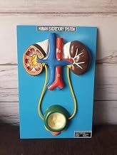 Human Anatomy Educational Model, Excretory System with Kidney and Bladder, with Base