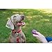 PetSafe Clik-R Training Tool - Positive Behavior Reinforcement - Ergonomic Design - Compact Finger Band - Daily Training Accessory - Clicker for Dogs & Cats - Purple