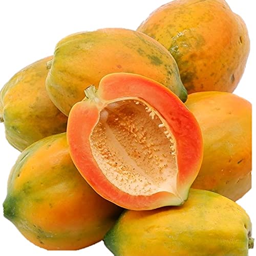 Amazon.co.jp: 沖縄県産【石垣珊瑚】フルーツパパイヤ【販売：沖縄琉堂