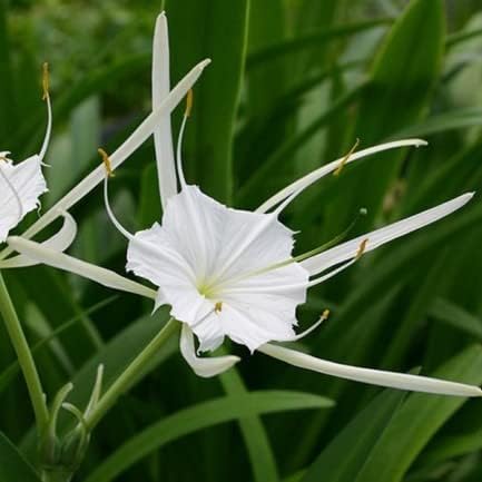 Garden Art New Perfumed Spiderlily (White) Plant Indoor House plants for home, Office,Garden,Patio Decor (Pack Of 1 Healthy Plant Including Nursery Pot) (Spider Lily White) (B0BDYYC7FL) Amazon Price History, Amazon Price Tracker