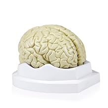 Walter Products B10401-3 Human Brain Model, Life Size, 3 Parts, 6 x 5 x 7.5 Inches