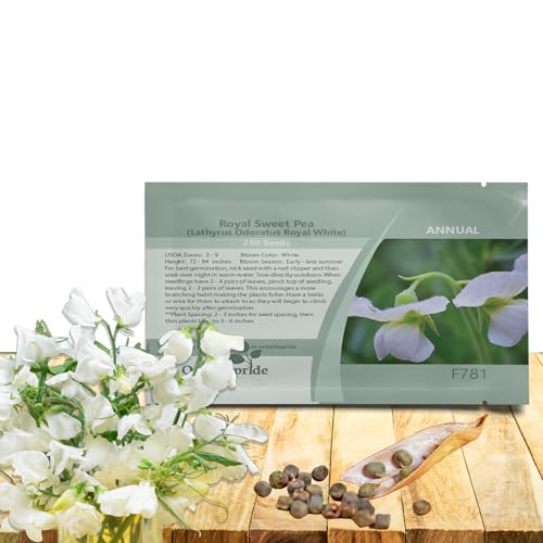 Outsidepride Royal White Sweet Pea Seeds - 250 Pcs Annual, Easy to Grow, Vine Seeds for Planting Fragrant, Long-Lasting Flowers with Free-Flowering Habit & Tall Size for Vertical Gardens