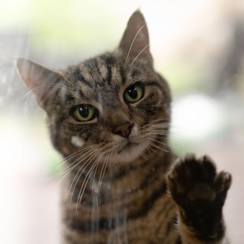 Peut-on laisser son chat seul plusieurs jours ? Les r&egrave;gles &agrave; conna&icirc;tre
