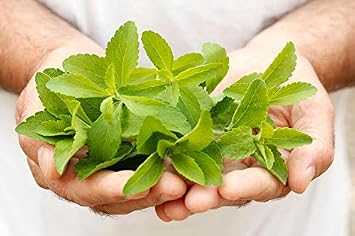 Stevia sweetgrass seed potted soil set