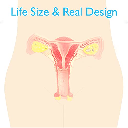 Image of ANNWAN Female Ovary Model - Life Size Human Uterus and Ovary Model Female Reproductive Organ Model for Studying and Communication