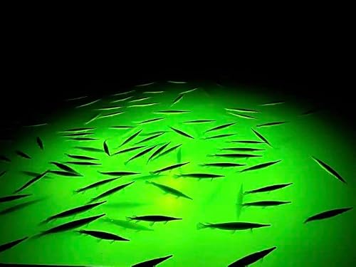 Underwater Fish Light Extra Bright 250W Double Light For Docks With 50’ Of Marine Grade Wire For Each Light, Easy To Install, Dusk To Dawn Operation, Salt Or Fresh Water, Guaranteed To Attract Fish #TOP3