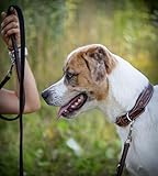 Jack & Russell Leder Hundehalsband, Hand-gefertigt & gepolstert – Halsband mittelgroße Hunde aus Büffelleder, Lederhalsband dunkel-braun Talia (L (40,0-49,5cm)