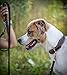 Jack & Russell Leder Hundehalsband, Hand-gefertigt & gepolstert – Halsband mittelgroße Hunde aus Büffelleder, Lederhalsband dunkel-braun Talia (L (40,0-49,5cm)