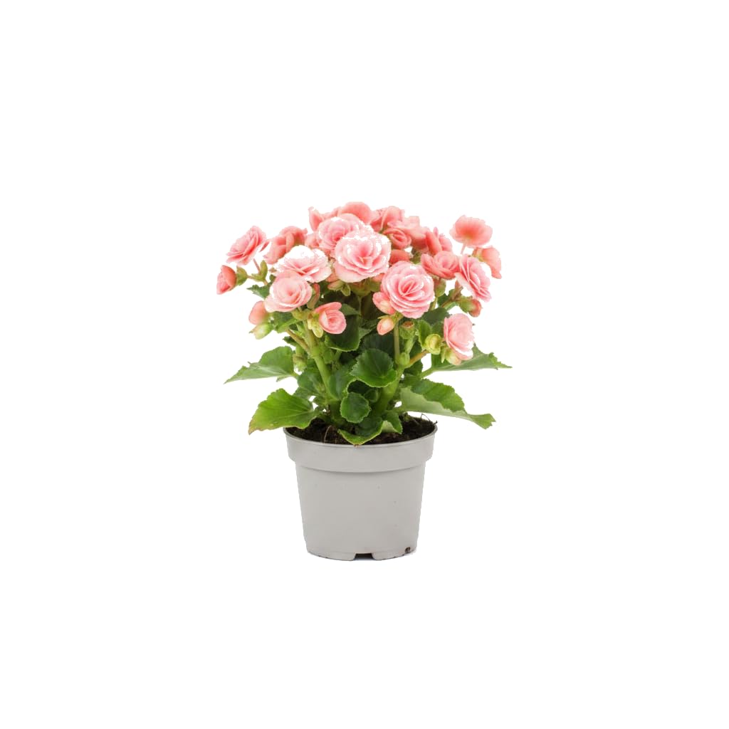 Begonia Hiemalis Rosa Planta Natural en Maceta 14 cm DECOALIVE