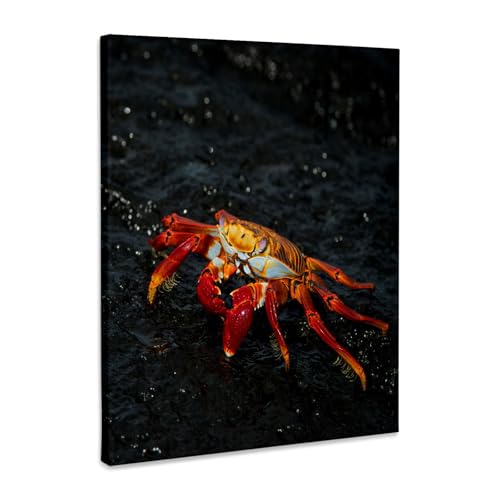 3dRose Sally Lightfoot Crab, Galapagos Islands, Ecuador. Museum Grade Canvas Wrap 8x10