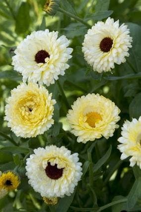 Calendula Ivory (Snow) Princess 1,000 Seeds