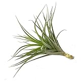 PLANTA NATURAL AEREA TILLANDSIA AERANTHOS 11CM LARGO X 12CM ANCHO PARA INTERIOR Y EXTERIOR