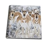 8 x 8 inches spiral bound glossy hard covered 9/16 inch twin loop wire binding spine 50 unlined pages, 8 x 7.75 inches - page thickness is 80lb text Acid free blank bright white non-coated paper Pages lay flat when book is opened