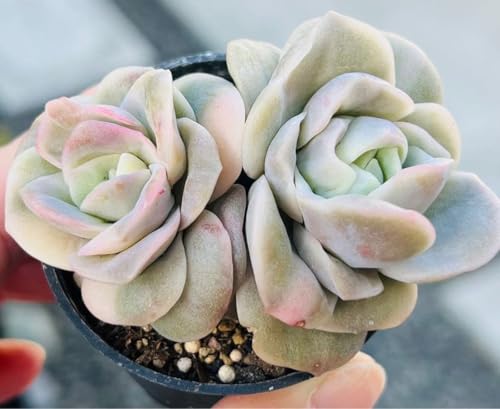 多肉植物 ラブリーローズ」の人気商品一覧 | 安い商品を通販サイトから