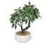Green Ficus&white Pot