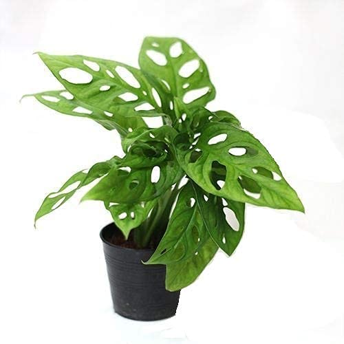 PlantaZee Monstera Adansonii/Swiss Cheese/Five Holes Live Plant Feng Shui Money Plant for Indoor Gardening, Easy to Maintain, Annual Plant (B0B1Q5HJF5) Amazon Price History, Amazon Price Tracker