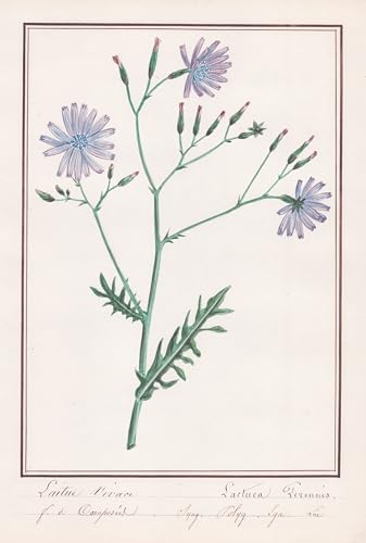 Laitue Vivace / Lactua Perennis - Blauer Lattich / Botanik botany / Blume flower / Pflanze plant