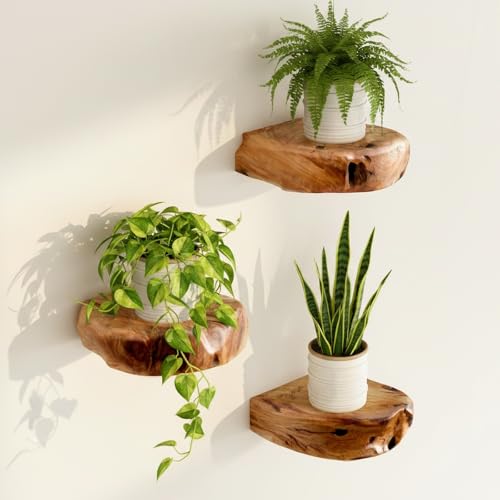 WELLAND Natural Edge Cedar Wood Show Case Display Shelves, Wood