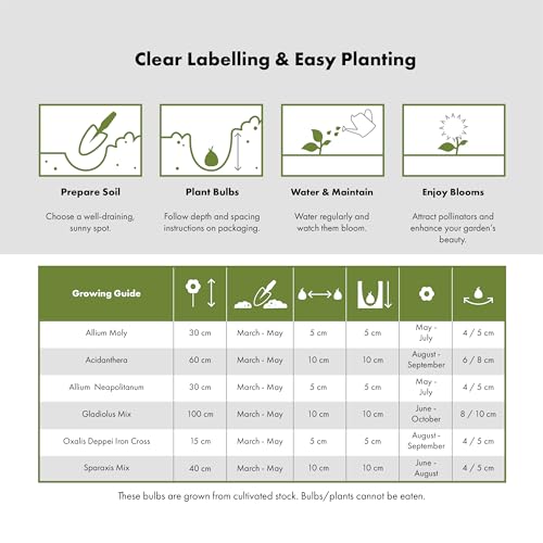 101 Bee & Butterfly Summer Bulb Collection | 101 Bulbs | 6 Flowering Varieties | Mixed Colours | Eco Packaging | Plant Now Ready to Bloom in Summer