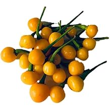 Aji Charapita Charapa Wild Peruvian Heirloom Pepper Premium Seeds for Planting Packet