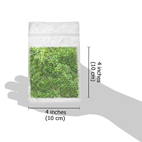 Luffy Wild Christmas Moss in Loose Form Lush, Green Moss for Aquarium Decor - Create a Moss Wall or Moss Carpet - Soft and Comforting for Fish - Shrimp's & Fry's Food