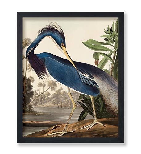 Poster Master Vintage James Audubon Poster - Louisiana Heron Print - Birds of America Art - Bird Art - Gift for Men, Women & Animal Lover - Decor for Bedroom or Living Room - 11x14 UNFRAMED Wall Art